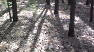 Лес, сосны, грибы, Волчиха, Алтай I Собираем грибы в Волчихинском районе Алтайского края