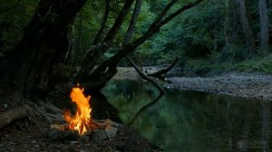 Когда высаживать герань в открытый грунт?