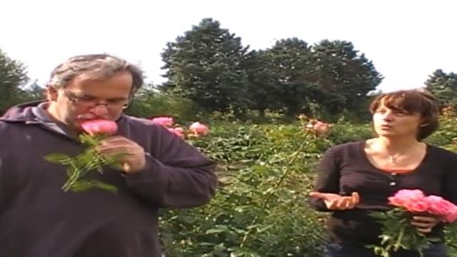 Delbard Rosen - Rose de Molinard смотреть онлайн