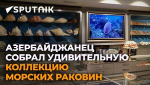 Как выглядит самая большая коллекция морских раковин известного азербайджанского юриста