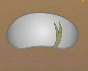 ПРОРАСТАНИЕ СЕМЕНИ ФАСОЛИ