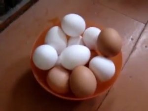 Куры Несушки Хайсекс и Ломан Браун. Домашнее куриное яйцо