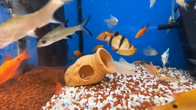 Relaxation with home aquarium, waterflow sound and music (Ngắm cá, nghe tiếng nước chảy và nhạc) смотреть онлайн