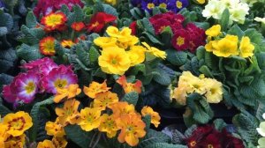 Primula (polyanthus)