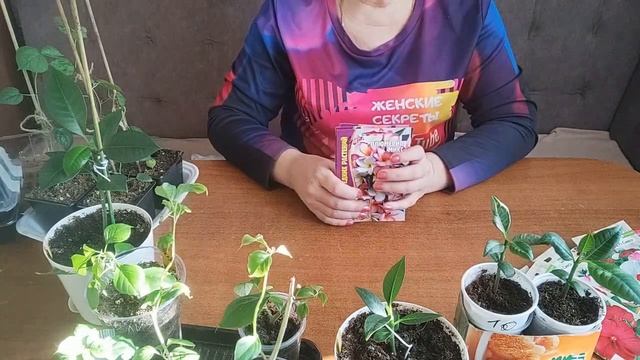 ЭКЗОТИЧЕСКИЕ РАСТЕНИЯ В МОЕЙ КОЛЛЕКЦИИ. смотреть онлайн