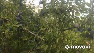 Ранний сорт сливы НЕНЬКА. Крупноплодная. #сливаненька