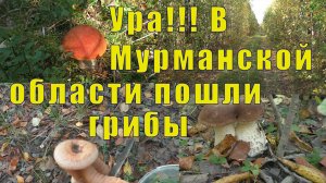 ГРИБЫ В МУРМАНСКОЙ ОБЛАСТИ ЕСТЬ! УРА!!! МЫ В ЛЕС /10 и 11 сентября 2024