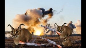 шлепа на войне