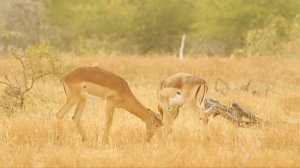 Antelope - Impala - Africa's Wild Wonders - Go Wild