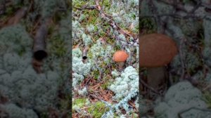 Тихая охота.mp4