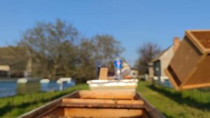 Приобрёл немного пчелопакетов осмотр и состояние пчелопакета