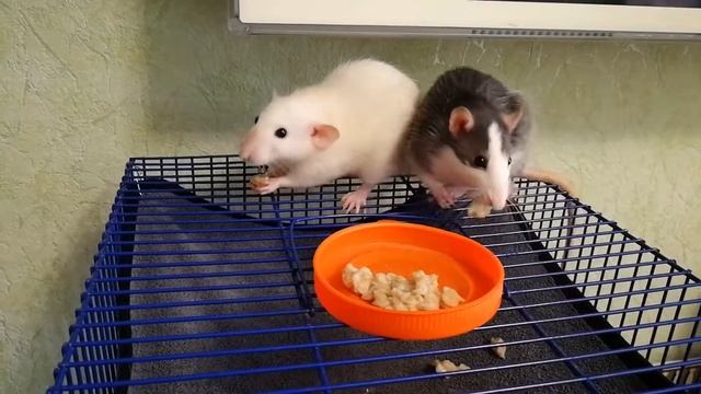 Завтрак для крыс l овсянка l кормление крыс