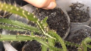 ПИТАХАЙЯ. Выращивание из семян. ДВА ГОДА от посева. Пересадка