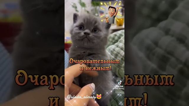 Прикольный Котя