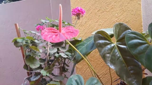 How To Get Big Size Anthrium & General Care Tips #keralaherbalcare #anthrium