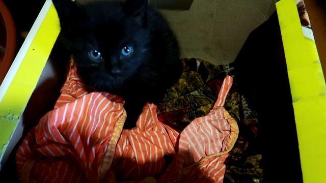 ПАСТУХ! ГУЛЯЕМ В ПОЛЕ С КОРОВАМИ :)
