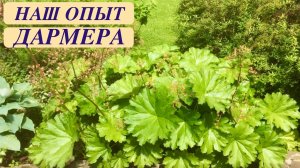 ДАРМЕРА ЩИТОВИДНАЯ. ОПИСАНИЕ И НАШ ОПЫТ ВЫРАЩИВАНИЯ. Darmera peltata. Дачный креатив.