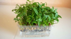 Что выращивают как МИКРОЗЕЛЕНЬ? Какая ЗЕЛЕНЬ ЯДОВИТАЯ