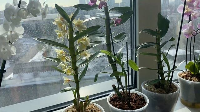 Обзор орхидей африканский закат, майя, Golden River, золотая река, Phalaenopsis Surf Song смотреть онлайн