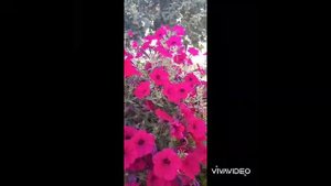 петунии ампельные