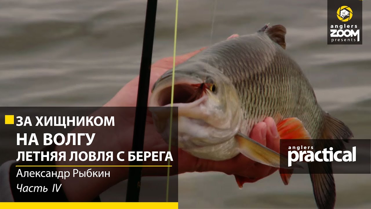За хищником на Волгу. Летняя ловля с берега. Часть 4. Anglers Practiсal