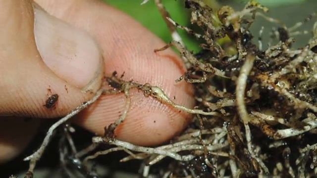 Кто ест герань? Вредители Пеларгонии и меры борьбы с ними! смотреть онлайн