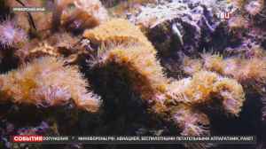 Российские ученые создали обезболивающее из яда морских актиний / События на ТВЦ