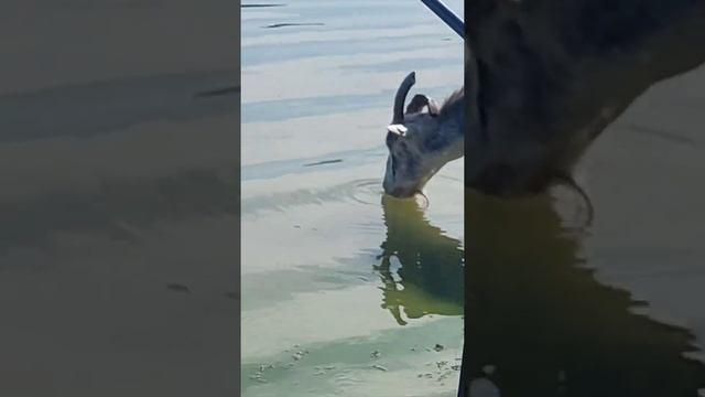 ШОК!!!!БОЛЬШОЙ СОМ ПЫТАЛСЯ УТАЩИТЬ КОЗУ В ВОДУ, УВИДЕЛ МЕНЯ И ОТСТУПИЛ.РЫБАЛКА НА РЕКЕ