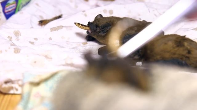 Тайная жизнь спасателей животных: как выхаживают летучих мышей в Харькове смотреть онлайн