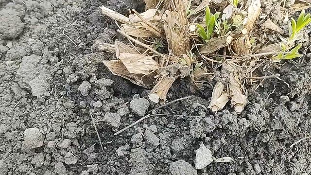 Как омолодить куст лаванды? Практическое видео.