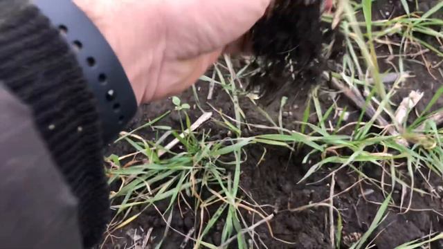 Обзор пшеницы 2020 какое состояние на 16 декабря смотреть онлайн