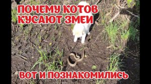 КОТ ПРОТИВ УЖА.(CAT VS SNAKE) Битва при болоте. Слабонервным не смотреть.  хутор Заречный. БЕЛАРУСЬ