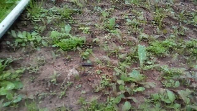 Лета нету, вода на участке, как жить дальше? смотреть онлайн