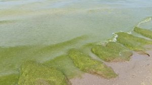 Анапа, июнь 2024, Majestic by alean