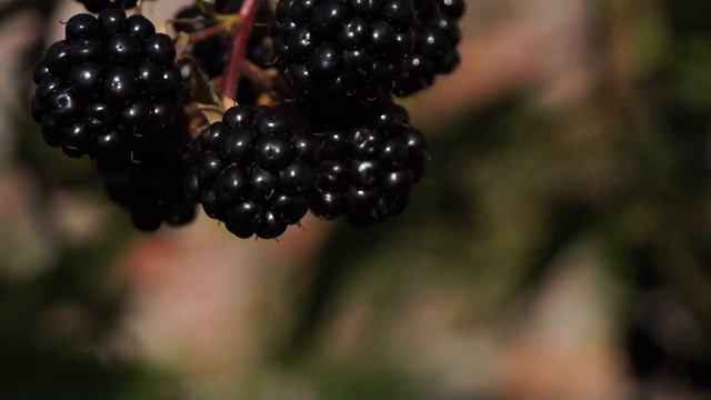 Вот такая у нас в этом году ежевика. смотреть онлайн