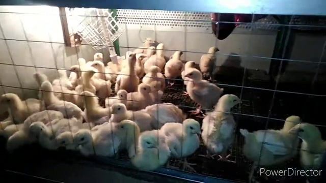Выращивание бройлеров. Кобб 700.Вес в две недели. смотреть онлайн