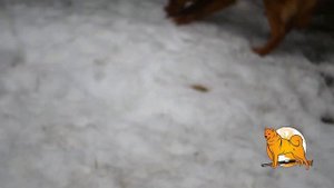 Все о кормлении карело-финских лаек (финских шпицев) :: All about food for Finnish Spitz