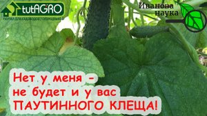 ВОТ ПОЧЕМУ В МОЕЙ ТЕПЛИЦЕ НЕТ ПАУТИННОГО КЛЕЩА. Распознать и побороть паутинного клеща на огурце.