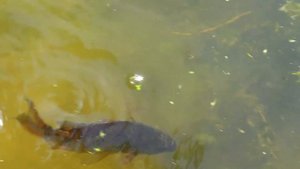 Малыш супергерой помогает маме. Богдан в костюме супермена