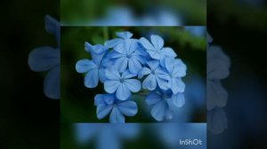 #top 14 blue flowers plants #sunrisegarden #blue flower #public #viral #winter #youtuber #grow