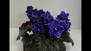 Фиалка Звёзды Крыма (К.Морев). African Violet Stars of the Crimea (K. Morev)