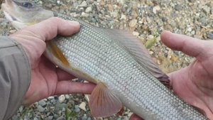 Хариус, Юпитер и Млечный путь.mp4