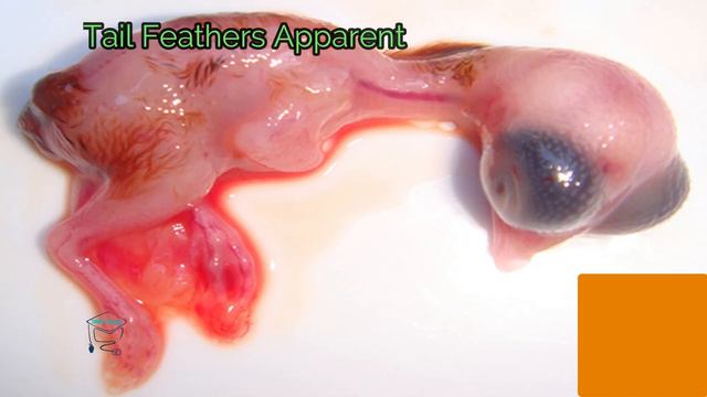 Embryo Growth From 1 To 21 Day || Development of Egg Yolk To Chick