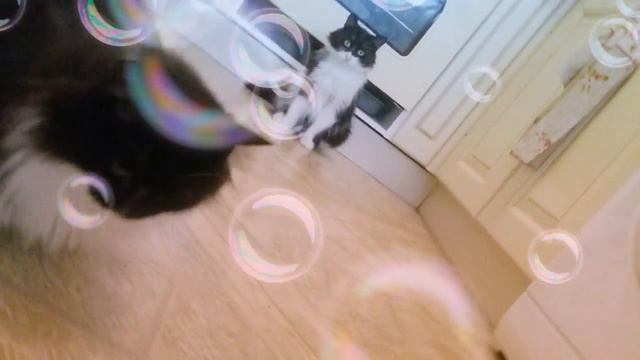 Обычный день моих питомцев/Тайная жизнь домашних животных/Кошачья жизнь смотреть онлайн