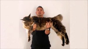 НЕВЕРОЯТНО! Из крошечного котёнка — в огромного кота, а ведь мейн куну всего 1 год
