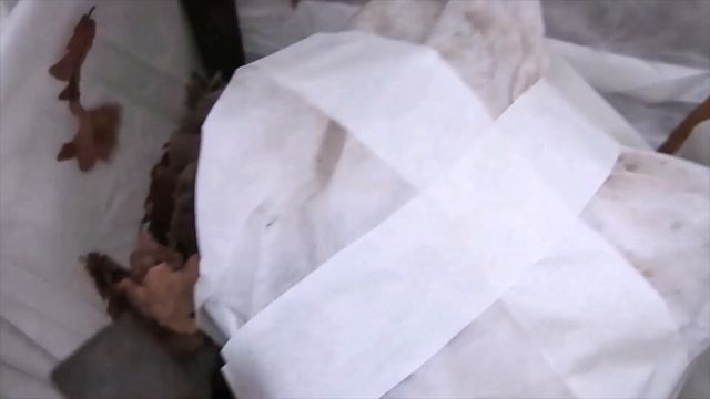 УКРЫТИЕ САДОВОЙ ГОРТЕНЗИИ-2022г смотреть онлайн