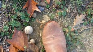 Stepping on puffball mushrooms!