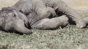 Только посмотрите, как слоны пытаются помочь людям!