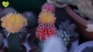 Как ухаживать за кактусами и суккулентами, чтобы они зацвели. Игорь Пугач