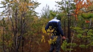 Жизнь на севере. Собираем клюкву, чернику и бруснику